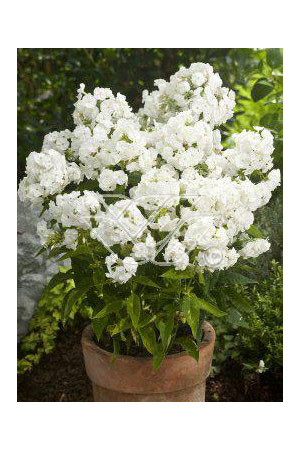 Floks wiechowaty 'Junior Fountain' Phlox panniculata