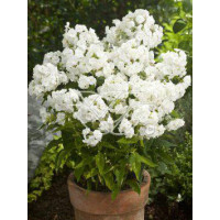 Floks wiechowaty 'Junior Fountain' Phlox panniculata