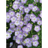 Dzwonek 'Samantha' Campanula