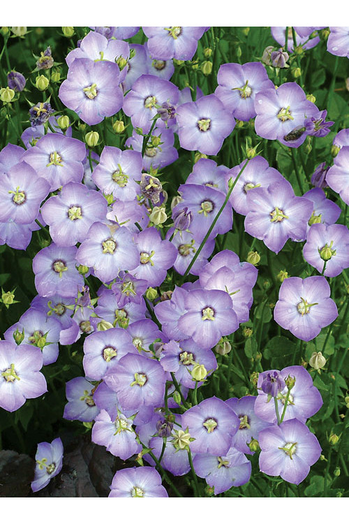 Dzwonek 'Samantha' Campanula