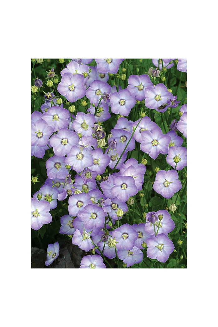 Dzwonek 'Samantha' Campanula