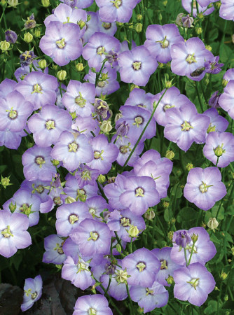 Dzwonek 'Samantha' Campanula