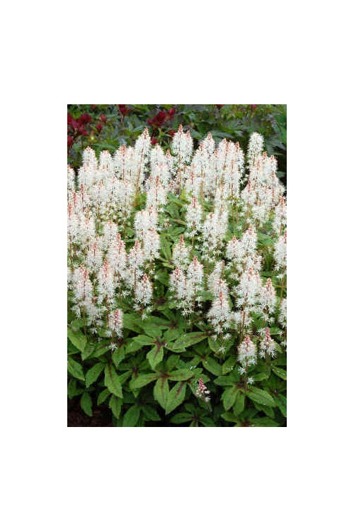 tiarella