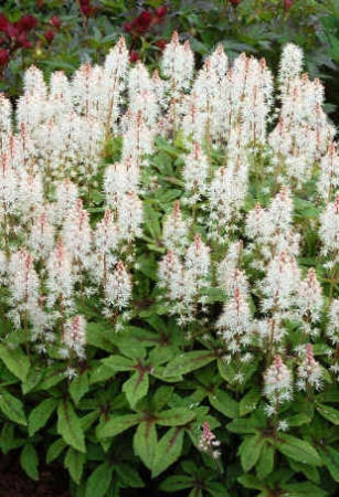 tiarella