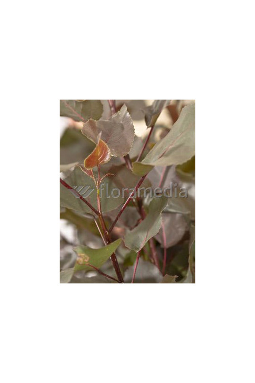 Topola czerwonolistna 'Purple Tower' Populus deltoides