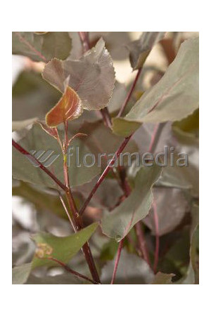 Topola czerwonolistna 'Purple Tower' Populus deltoides