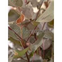 Topola czerwonolistna 'Purple Tower' Populus deltoides