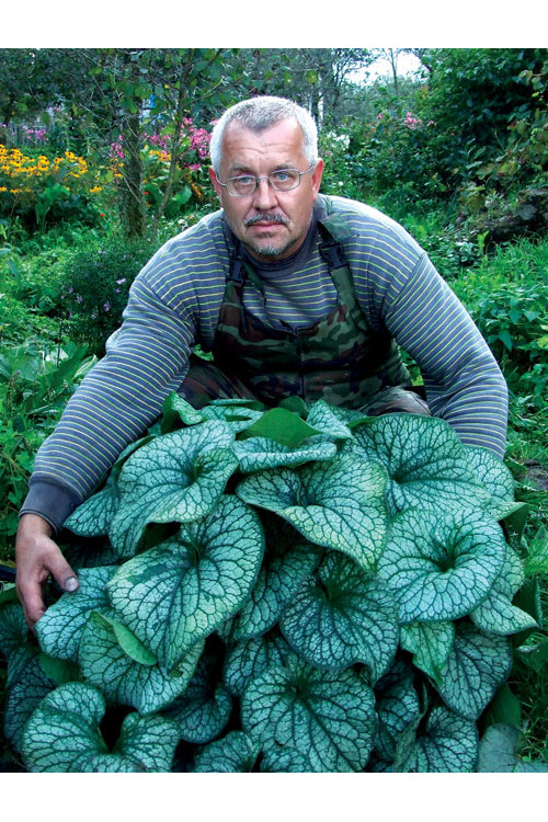 Brunnera 'Alexander's Great' | Brunnera