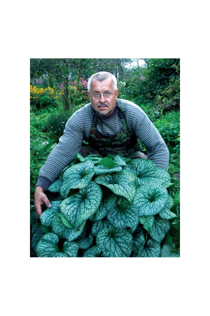 Brunnera 'Alexander's Great' | Brunnera