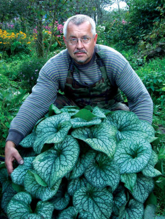 Brunnera 'Alexander's Great' | Brunnera