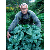 Brunnera 'Alexander's Great' | Brunnera