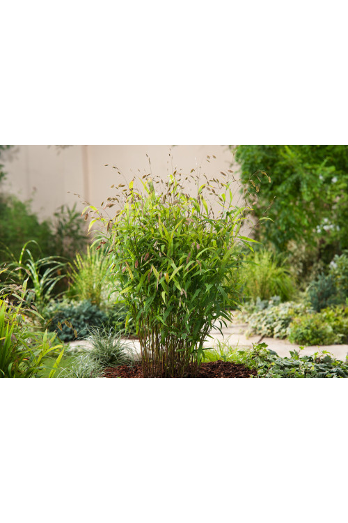 Obiedka szerokolistna | Uniola latifolia