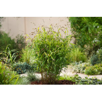 Obiedka szerokolistna | Uniola latifolia