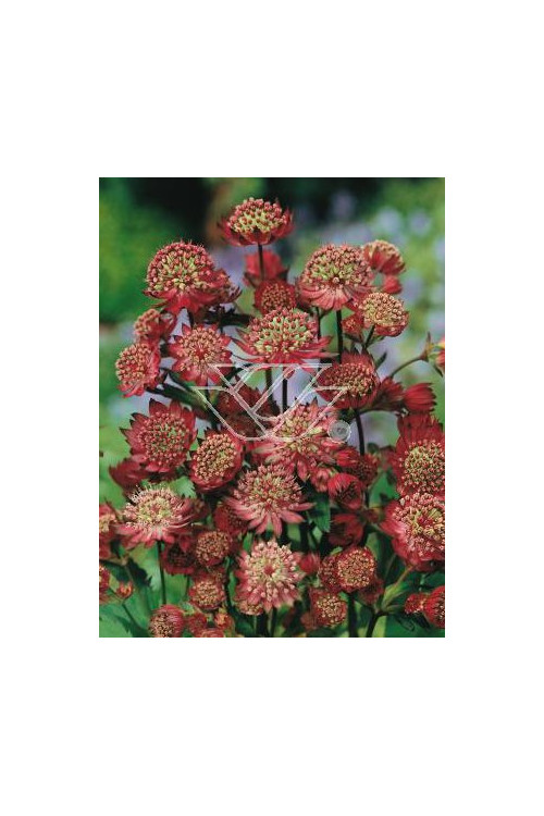 Jarzmianka większa 'Rubra' Astrantia major