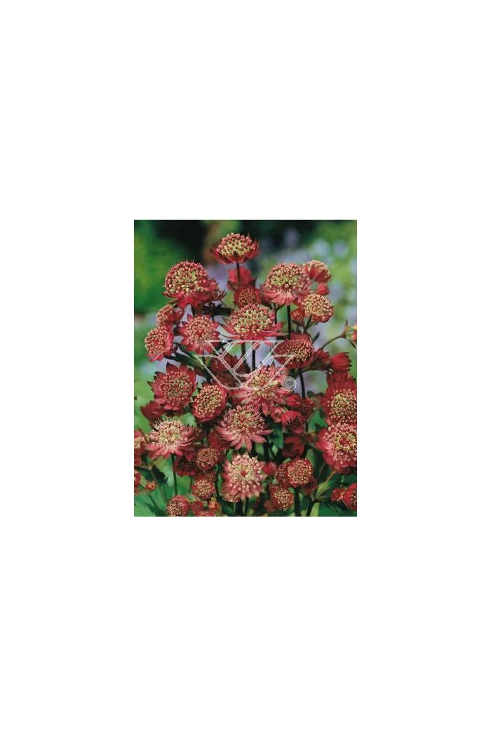 Jarzmianka większa 'Rubra' Astrantia major