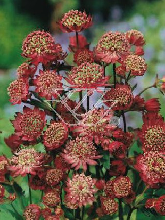 Jarzmianka większa 'Rubra' Astrantia major