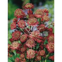 Jarzmianka większa 'Rubra' Astrantia major