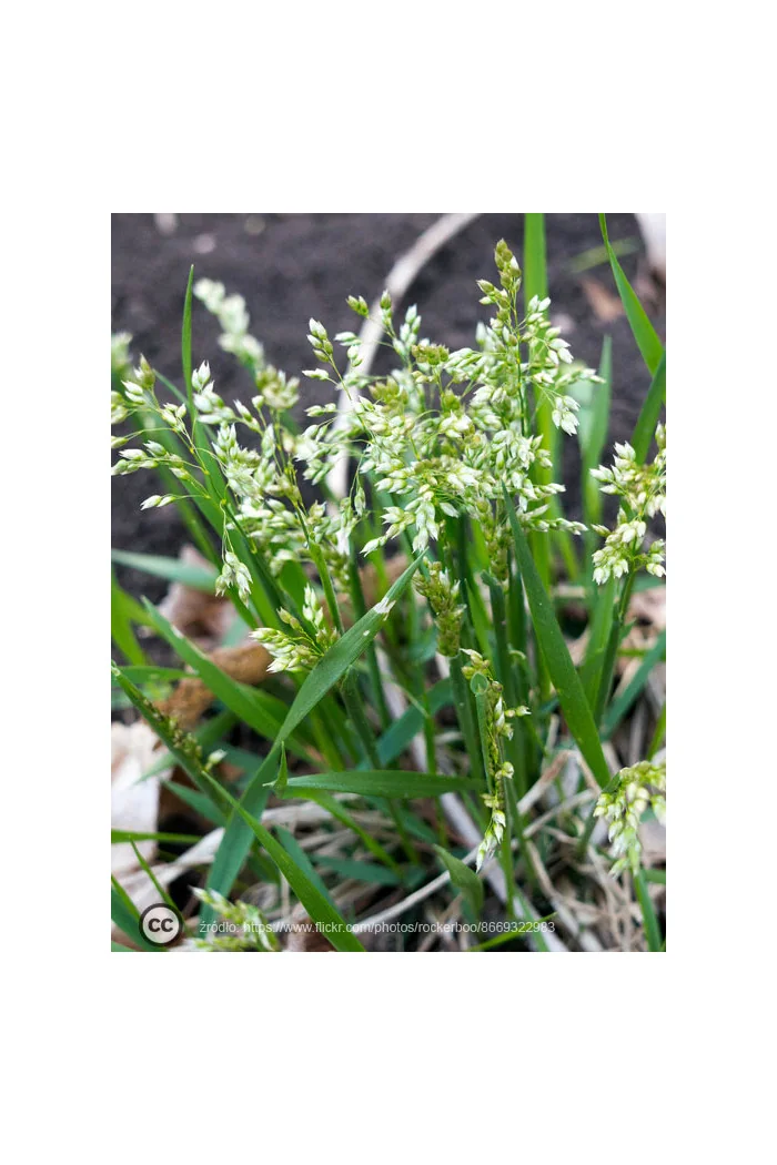 Trawa żubrowa (Żubrówka) | Hierochloe odorata