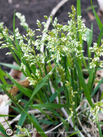 Trawa żubrowa (Żubrówka) | Hierochloe odorata