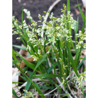 Trawa żubrowa (Żubrówka) | Hierochloe odorata