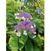 Hortensja kosmata | Hydrangea aspera Macrophylla
