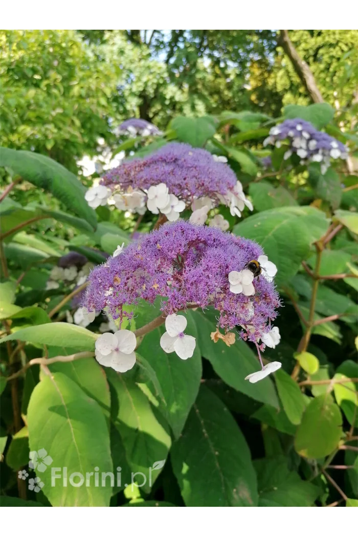 Hortensja kosmata | Hydrangea aspera Macrophylla