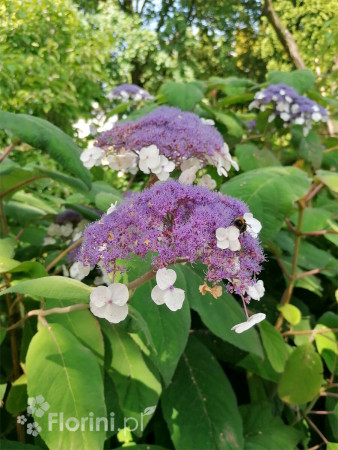 Hortensja kosmata | Hydrangea aspera Macrophylla
