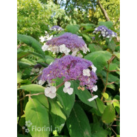 Hortensja kosmata | Hydrangea aspera Macrophylla