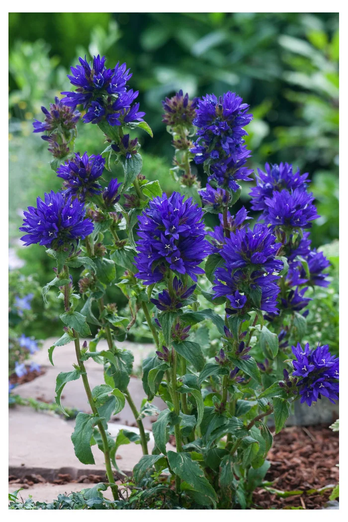 Dzwonek skupiony 'Dahurica' | Campanula glomerata