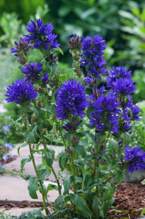 Dzwonek skupiony 'Dahurica' | Campanula glomerata