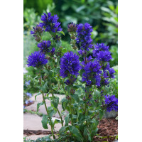 Dzwonek skupiony 'Dahurica' | Campanula glomerata