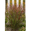 Proso rózgowate 'Sangria' | Panicum virgatum