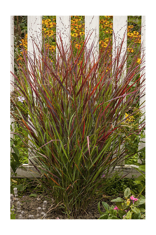Proso rózgowate 'Sangria' | Panicum virgatum
