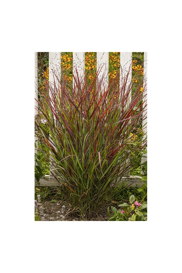 Proso rózgowate 'Sangria' | Panicum virgatum