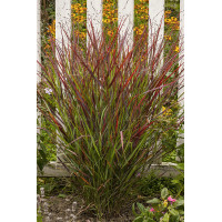 Proso rózgowate 'Sangria' | Panicum virgatum