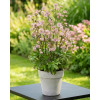 Jarzmianka 'Sparkling Stars Pink' | Astrantia