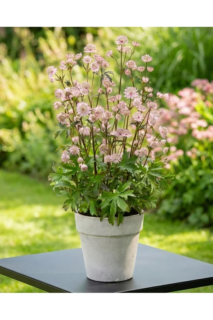 Jarzmianka 'Sparkling Stars Pink' | Astrantia