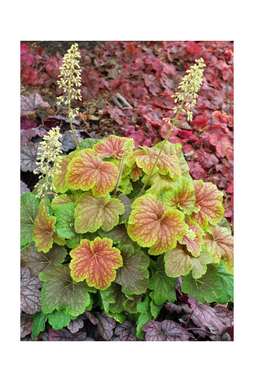 Żurawka 'Delta Dawn' | Heuchera