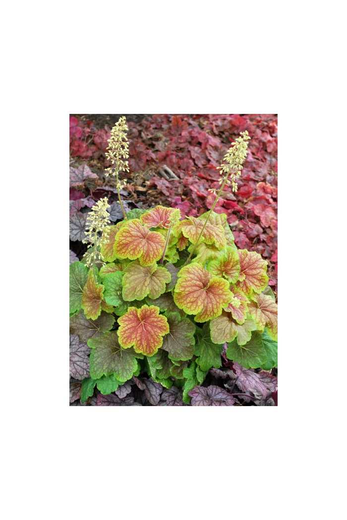Żurawka 'Delta Dawn' | Heuchera