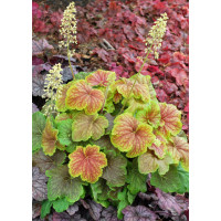 Żurawka 'Delta Dawn' | Heuchera