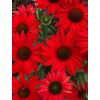 Jeżówka 'Kismet Red' Echinacea