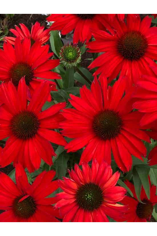 Jeżówka 'Kismet Red' Echinacea