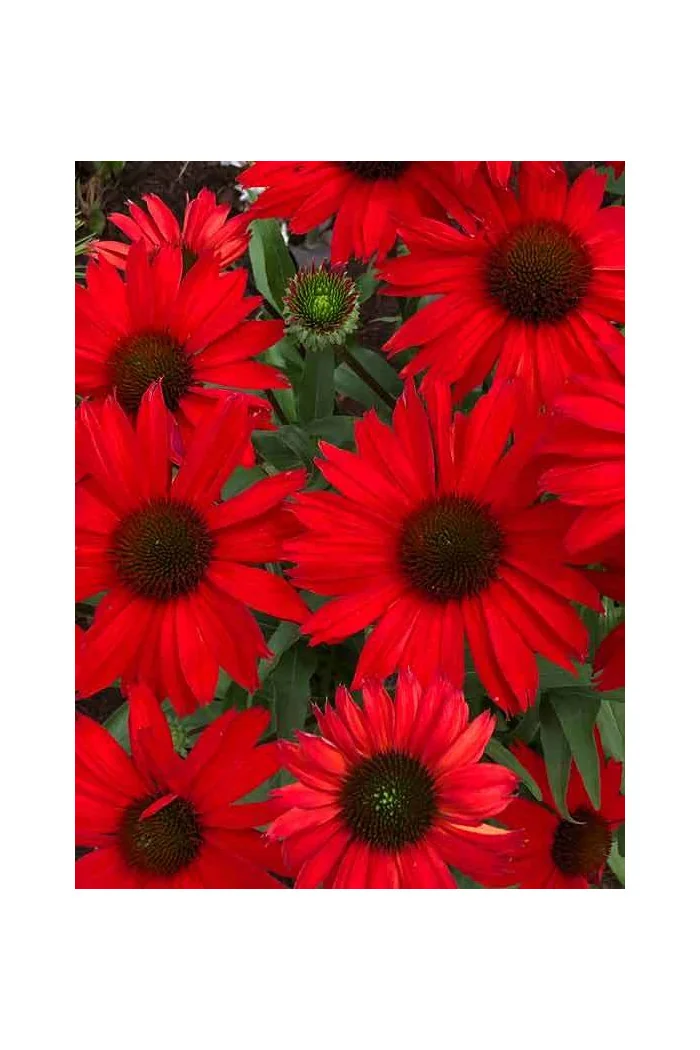 Jeżówka 'Kismet Red' Echinacea