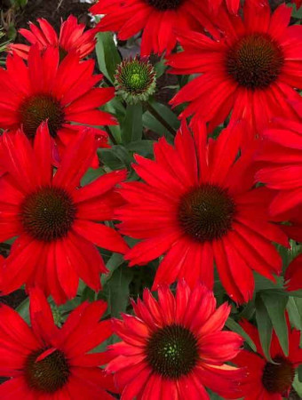 Jeżówka 'Kismet Red' Echinacea