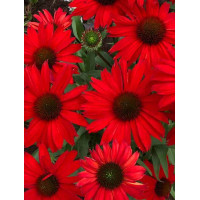 Jeżówka 'Kismet Red' Echinacea