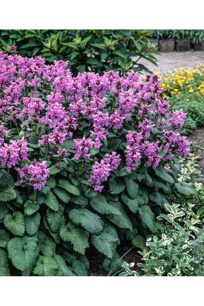 Czyściec wielkokwiatowy | Stachys grandiflora
