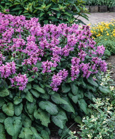 Czyściec wielkokwiatowy | Stachys grandiflora