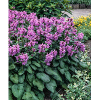 Czyściec wielkokwiatowy | Stachys grandiflora