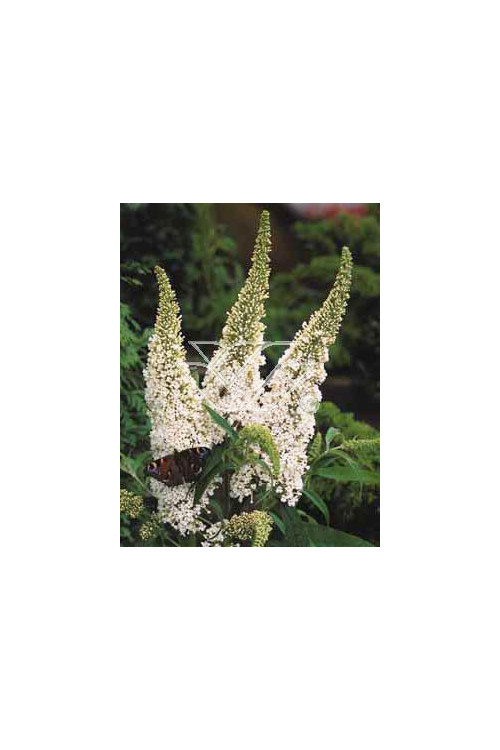 budleja, budleja white ball, Buddleja