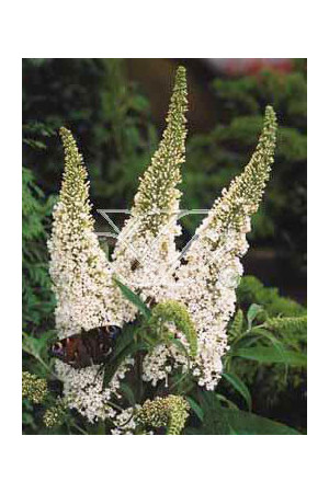 budleja, budleja white ball, Buddleja